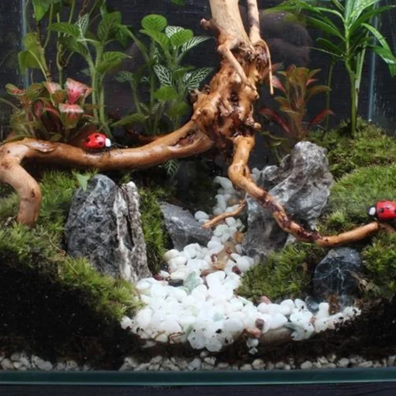 Naturalne drzewo pnia Driftwoo – Aquarium Plant Substrate recenzja i cena