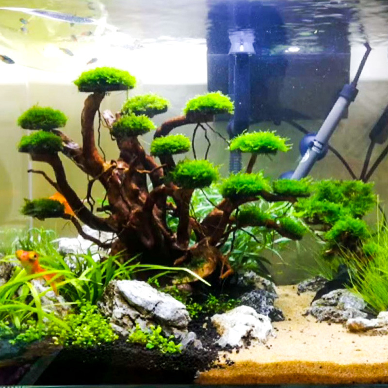 Dekoracja akwariowa: mech, drz – Aquarium Plant Substrate recenzja i cena