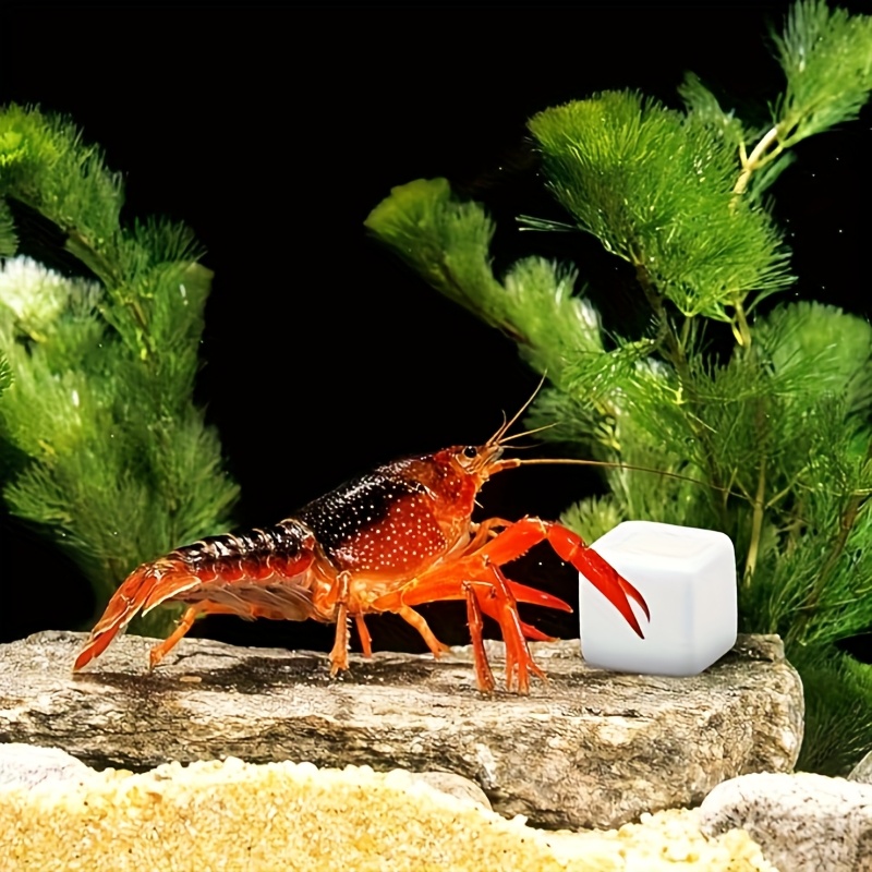 6 szt. bloków wapniowych do ak – Aquarium Plants Live recenzja i cena