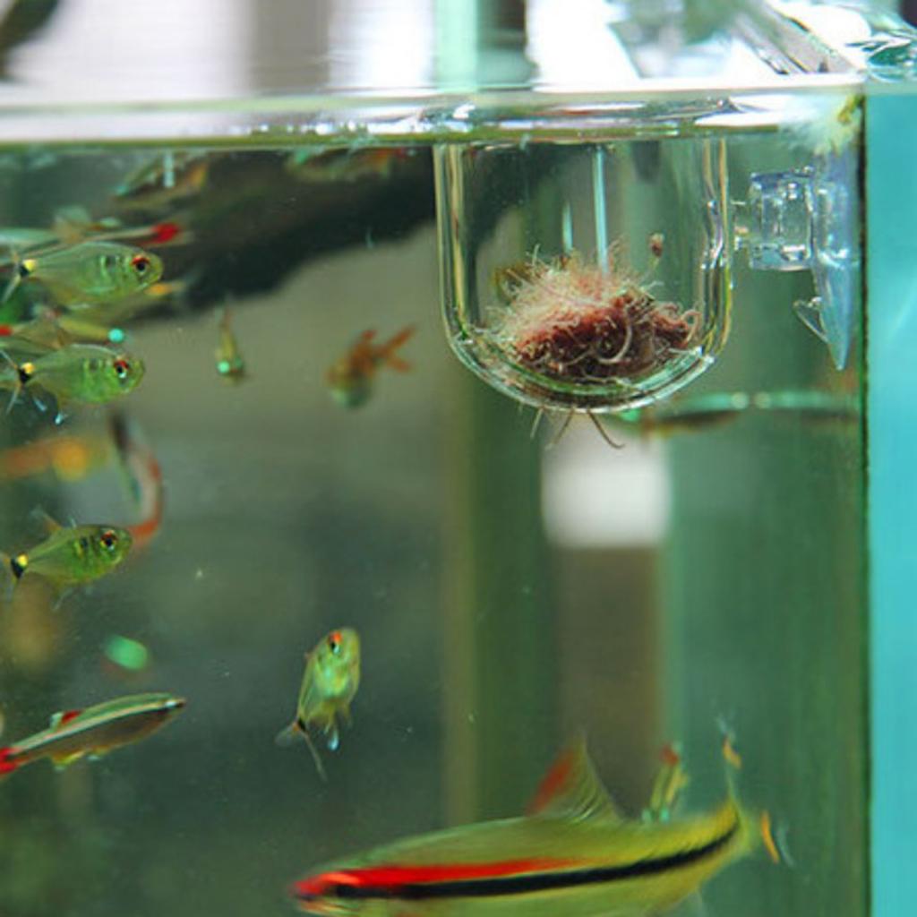 Szklany pojemnik do karmienia  – Live Plant Aquarium recenzja i cena